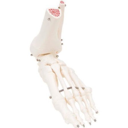 FABRICATION ENTERPRISES 3B® Anatomical Model - Loose Bones, Foot Skeleton with Ankle, Left 12-4585L